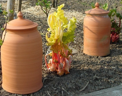Bleach pot Rhubarb pot L