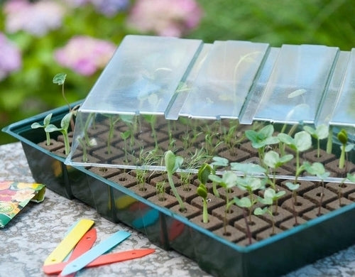 Zaaikasjes Zaaikasje met groeimedium