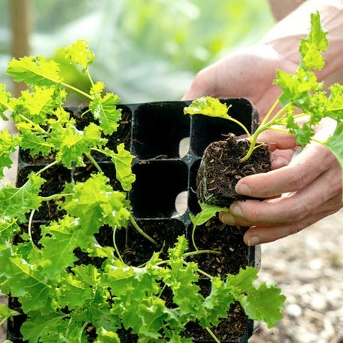 Zaai- en Stekplaten Strong 28 Pots Laag