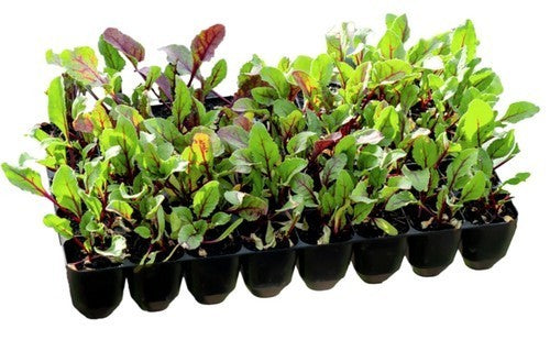 Zaai- en Stekplaten Strong 40 Pots Laag