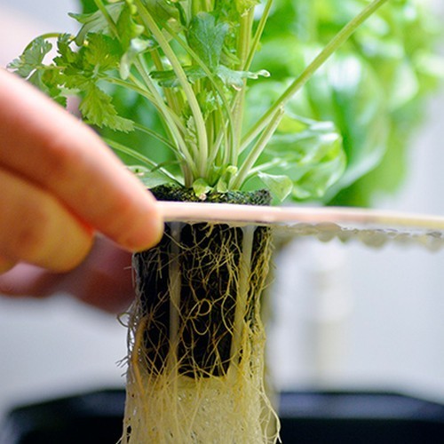 Seed-To-Harvest Harvy 3 Gift Pack Cultivation Kit