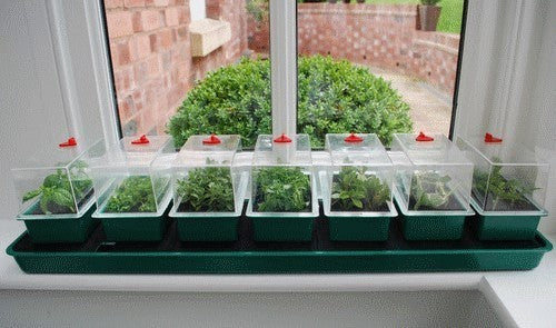 Zaaikasjes Self Watering Seven G136