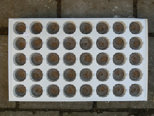(de Echte) Jiffy® Potjes Tray voor 40 Potjes