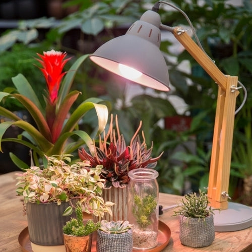 Plantenverlichting Richtspot 6, 2W (60°)