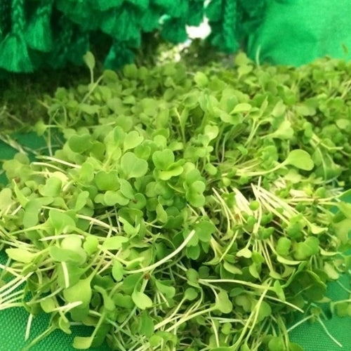 Leafy Green Harvester Model 1503