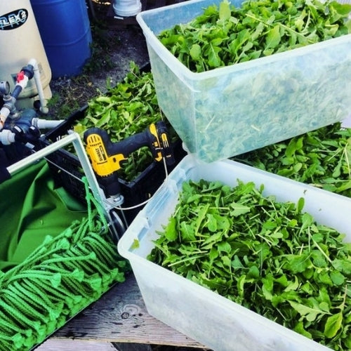 Leafy Green Harvester Model 1503