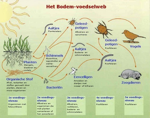 Het Bodemvoedselweb