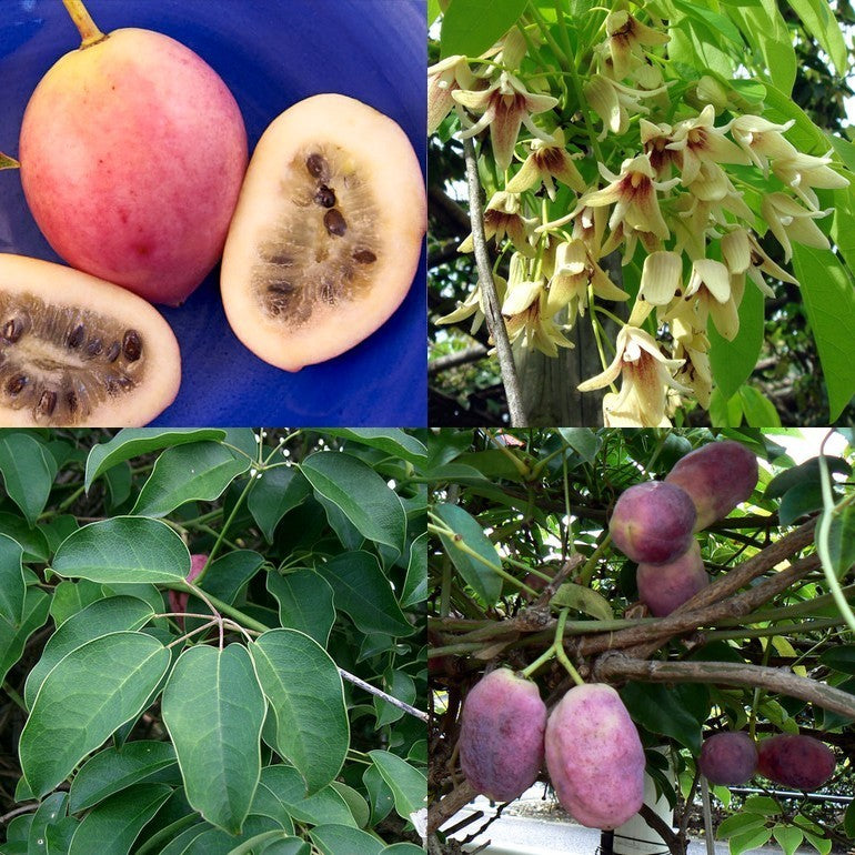 Aardappelpruim