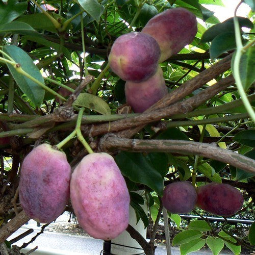 Aardappelpruim