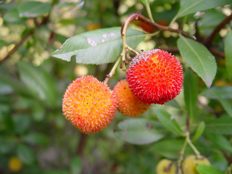 Aardbeiboom