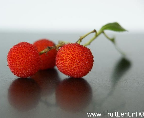 Aardbeiboom