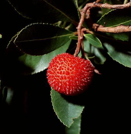 Aardbeiboom