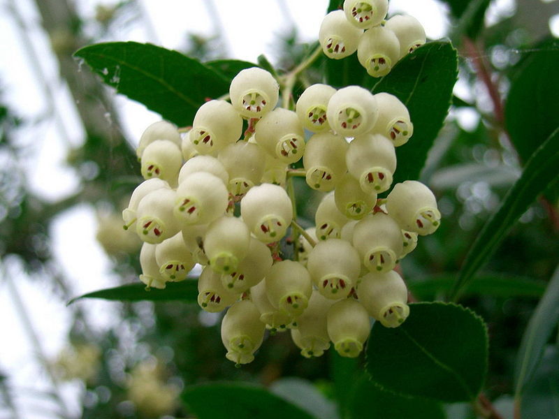 Aardbeiboom