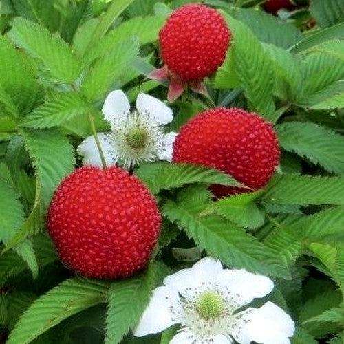 Aardbeiframboos
