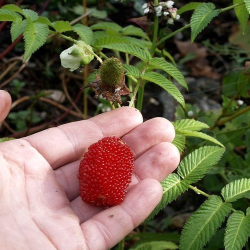 Aardbeiframboos