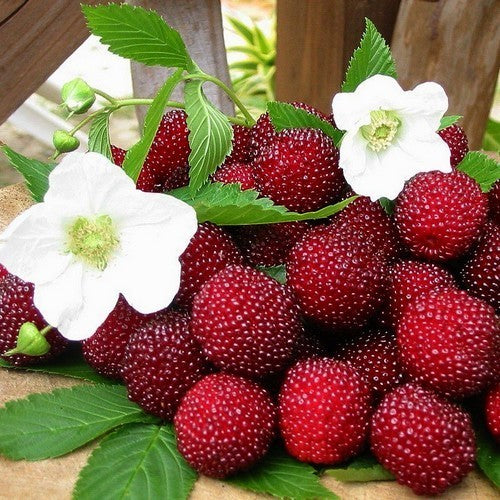Aardbeiframboos