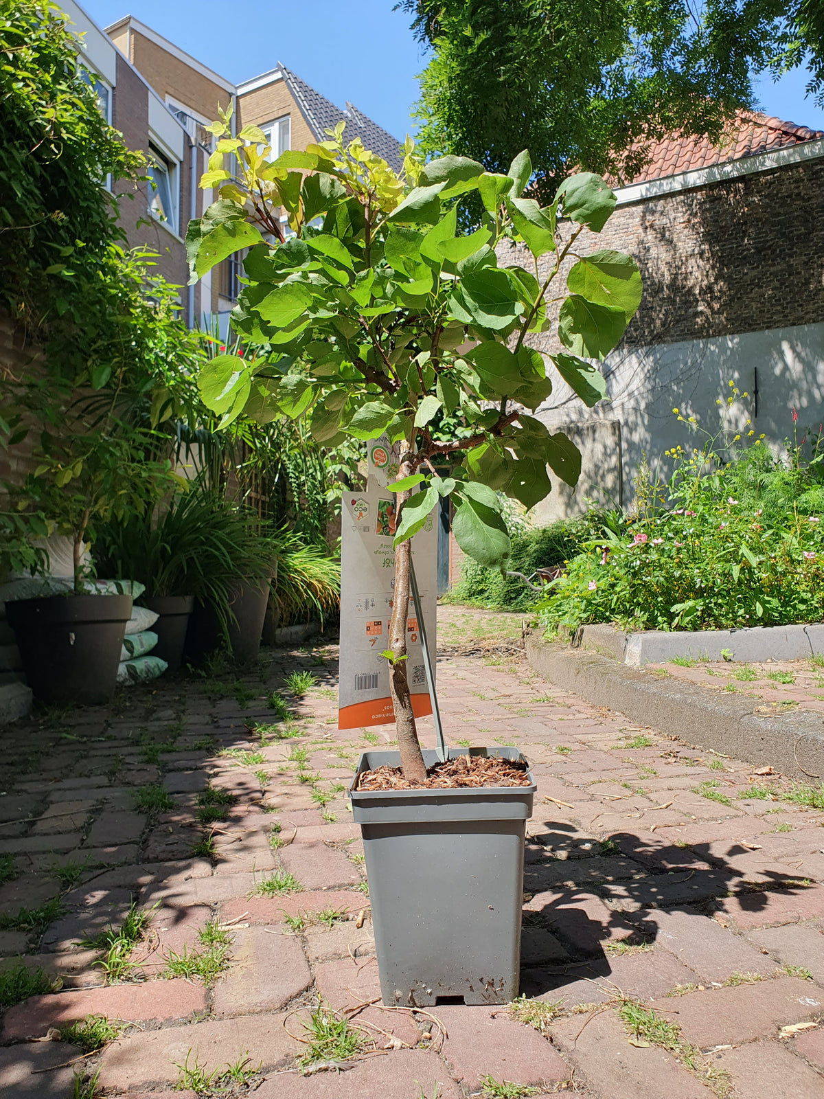 Abrikoos 'Patio'