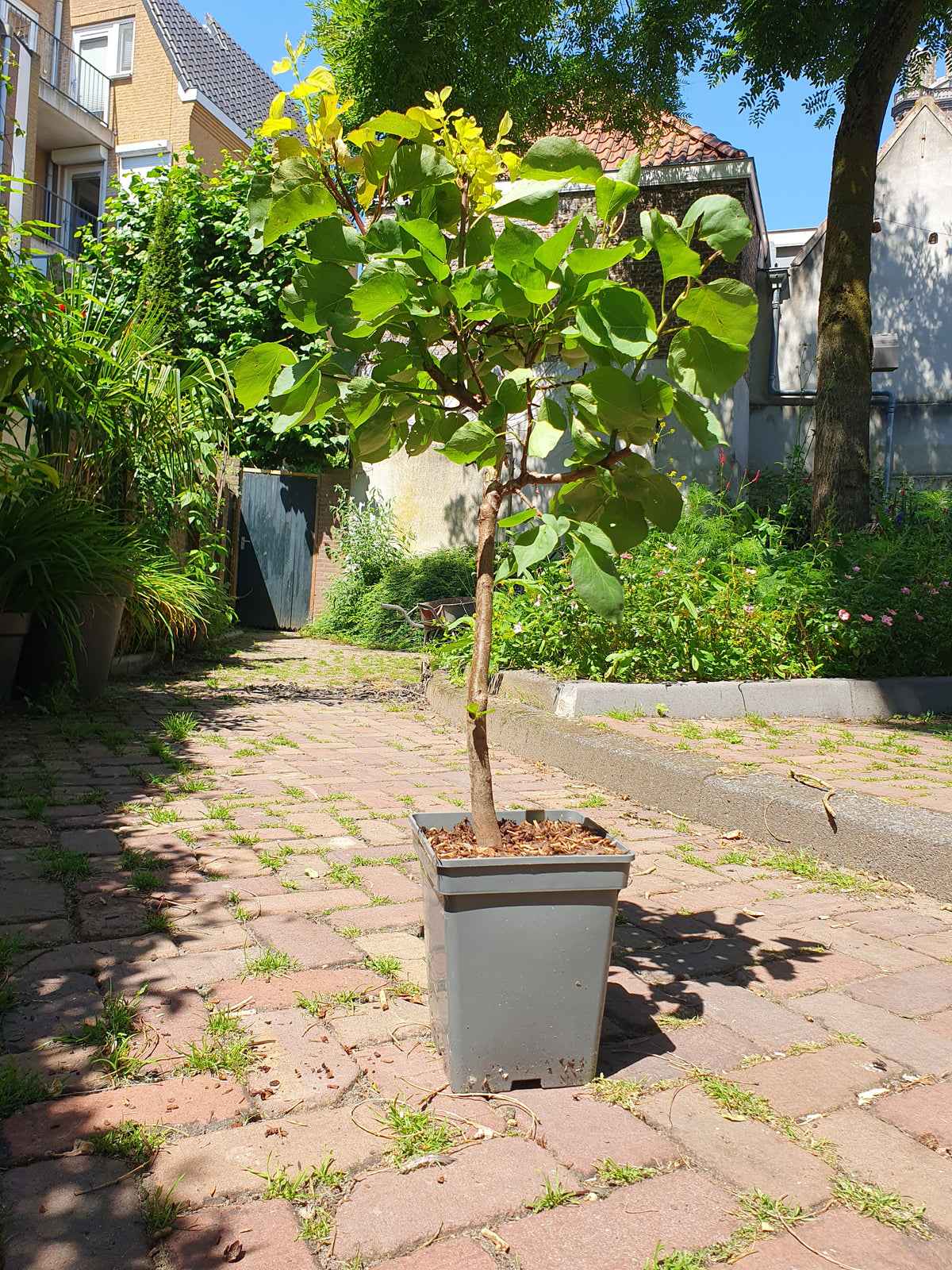 Abrikoos 'Patio'