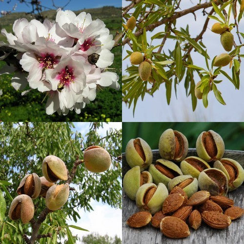 Almond 'Ruby'