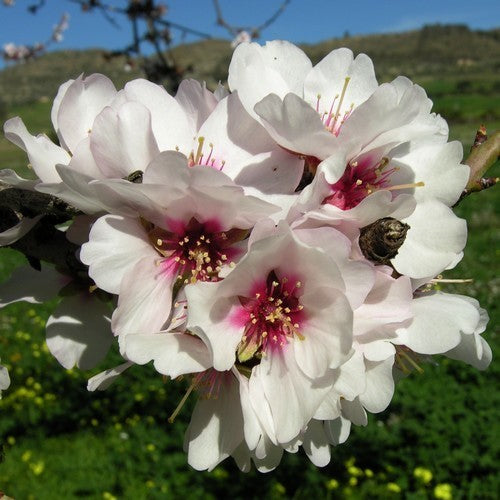 Almond 'Ruby'