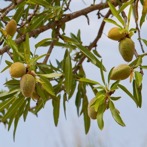 Almond 'Ruby'