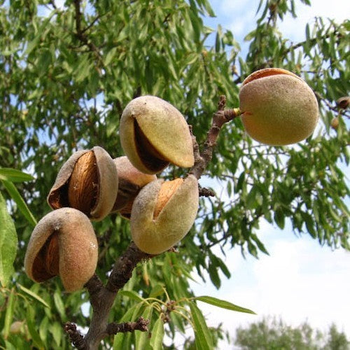 Almond 'Ruby'