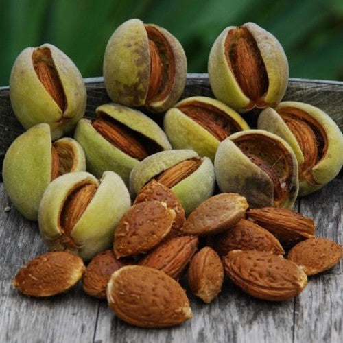 Almond 'Ruby'