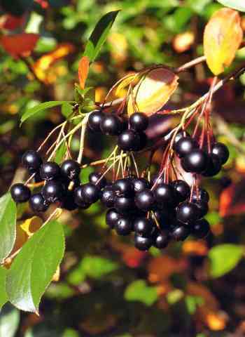 Appelbes 'Viking'