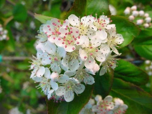 Appelbes 'Viking'