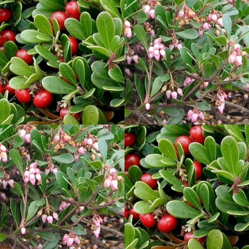 Bearberry 'Vancouver Jade'