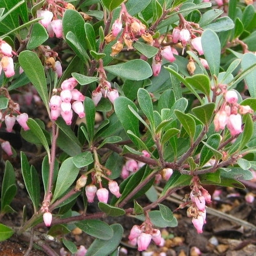 Bearberry 'Vancouver Jade'
