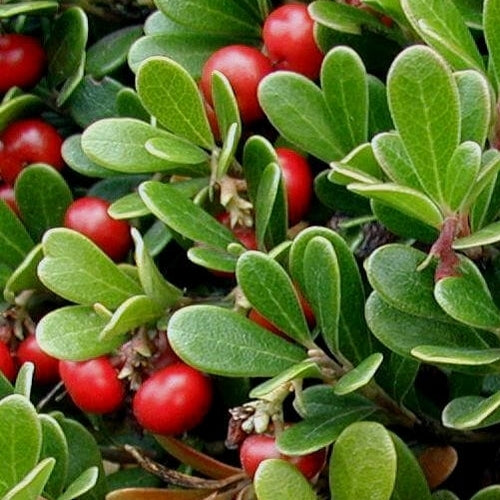 Bearberry 'Vancouver Jade'