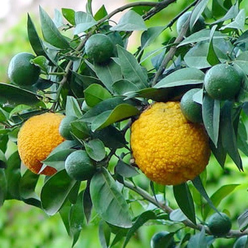 Bergamot 'Feminello'
