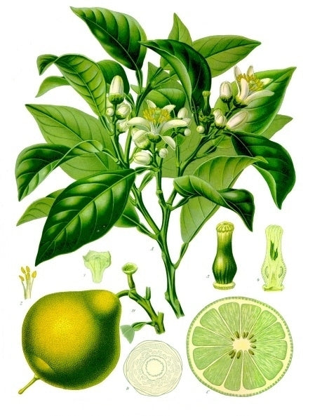 Bergamot 'Feminello'