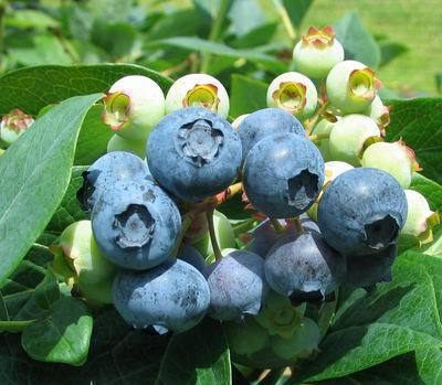 Blauwe Bes 'Bluecrop'