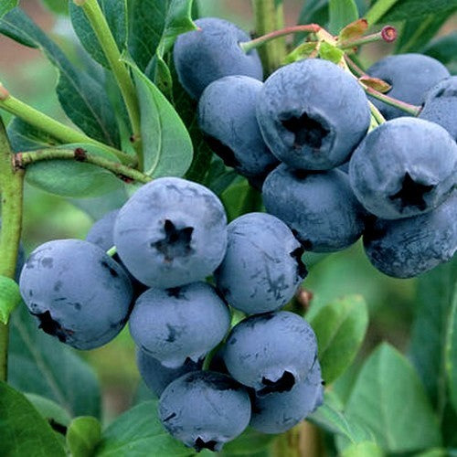 Blauwe Bes 'Duke'