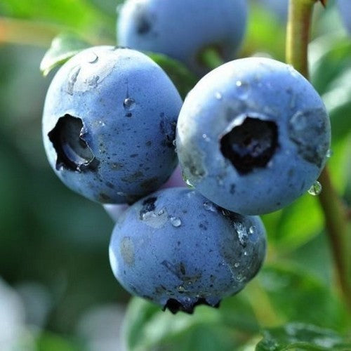 Blauwe Bes 'Duke'