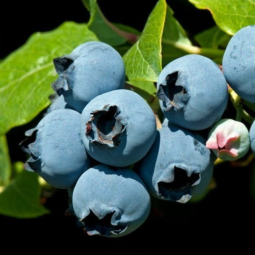 Blauwe Bes 'Elliot'