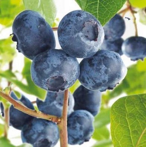 Blauwe Bes 'Hortbleu Petite' / Bonbonberry-Serie 'Blue Suede'