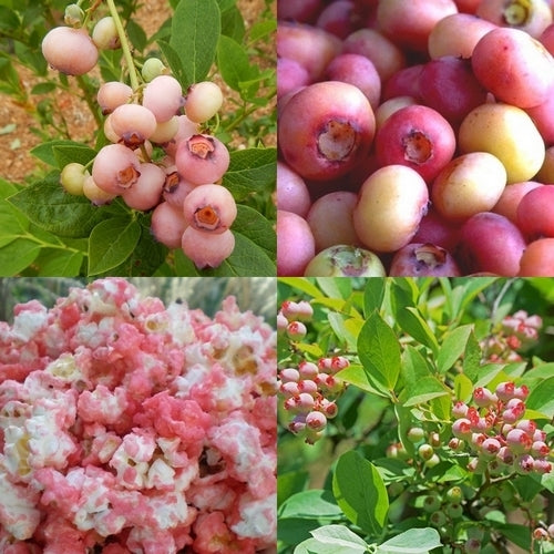Blauwe Bes 'Mini Pinki' / 'Pink Popcorn'
