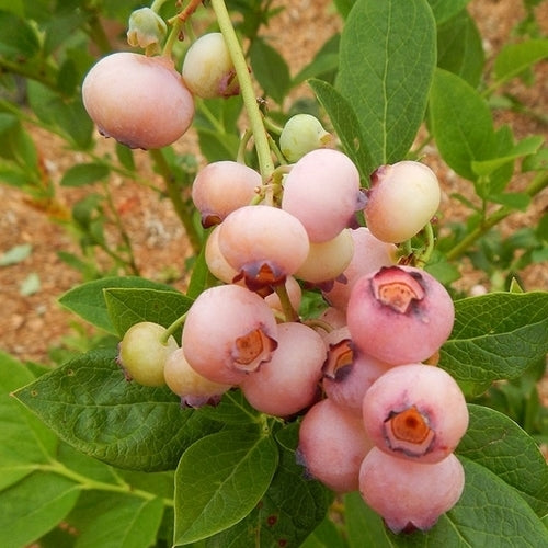 Blauwe Bes 'Mini Pinki' / 'Pink Popcorn'
