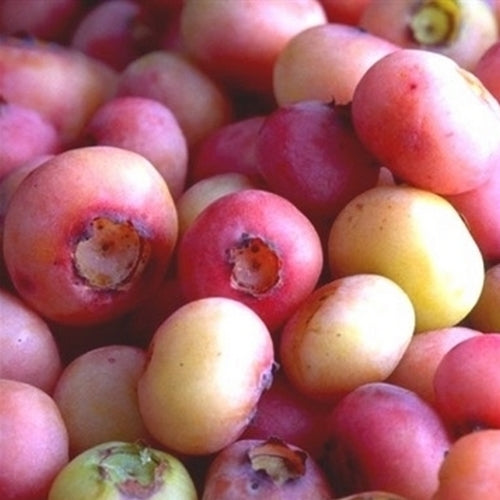 Blauwe Bes 'Mini Pinki' / 'Pink Popcorn'