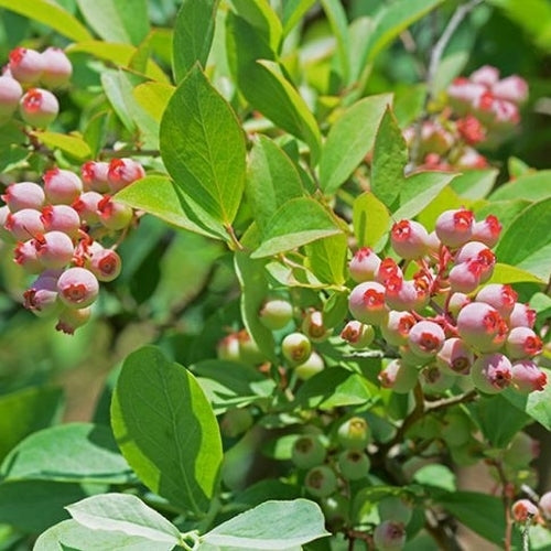 Blauwe Bes 'Mini Pinki' / 'Pink Popcorn'