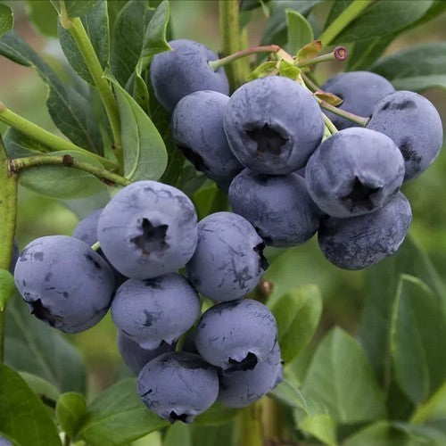 Blauwe Bes 'Northland'