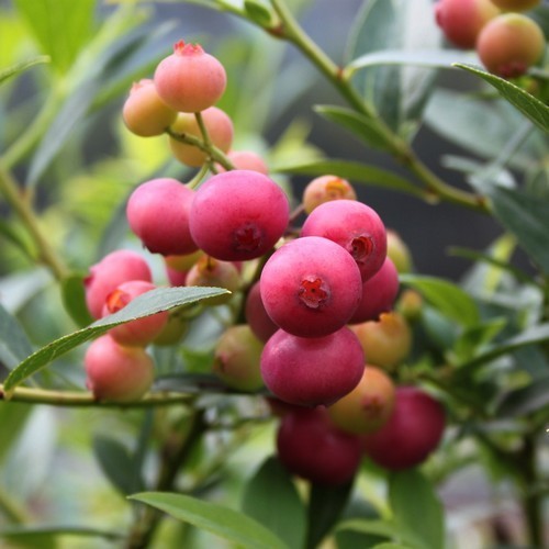 Blauwe Bes 'Pink Lemonade'