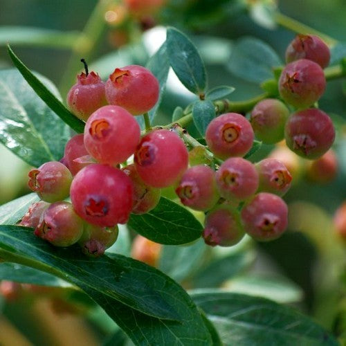 Blauwe Bes 'Pink Lemonade'