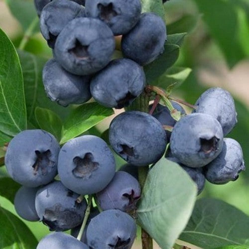 Blauwe Bes 'Razz'