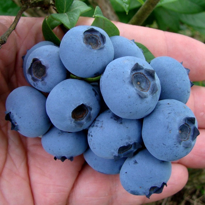 Blueberry 'Spartan' / 'Patriot' Small