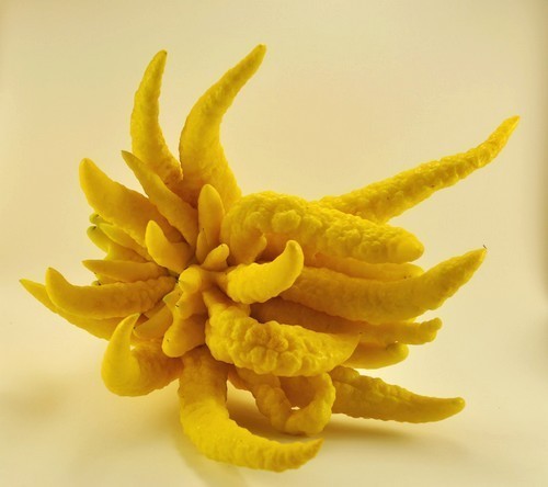 Boeddha's Hand Groot'