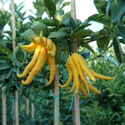 Boeddha's Hand Groot'